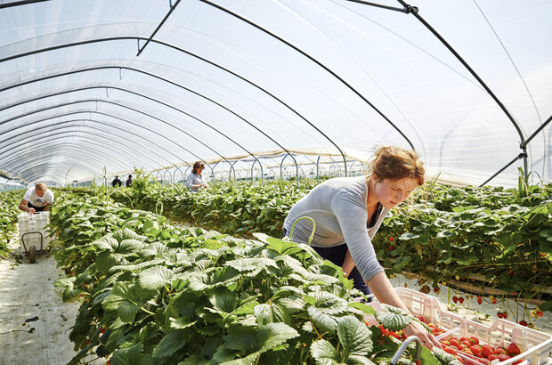 Woman picking ripe strawberries from plants growing in rows inside a polytunnel during harvest.