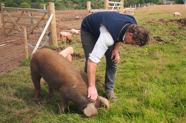 Farmer bending down to stroke pig in field
