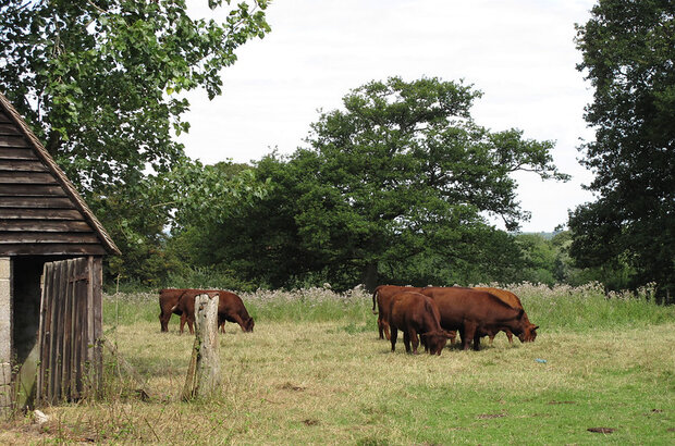 This is part of a pedigree herd of Sussex Cattle owned by a local farmer who is completely organic. He farms Cattle, Sheep and grows arable crops