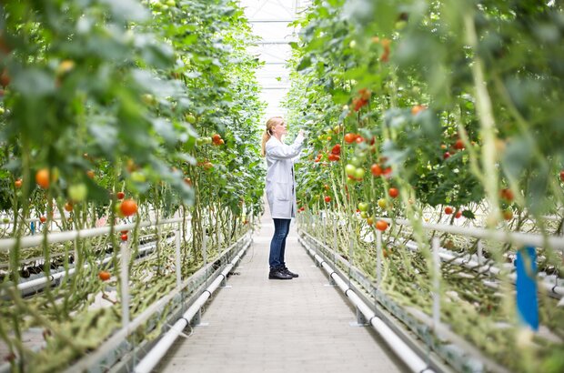 A person in a white lab coat stands in a greenhouse aisle, inspecting ripe red tomatoes growing on tall vines supported by white rails on both sides, with green foliage surrounding the walkway