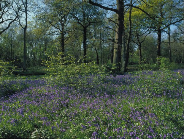 A bluebell carpet at Thorpe Wood Peterborough