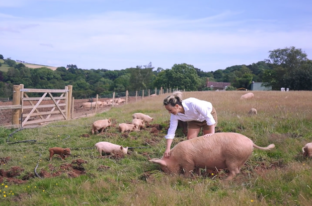 A person in a grassy field reaches toward a large pink pig while several smaller pigs forage nearby. The fenced pasture stretches into the distance, with rolling countryside, trees and a cloudy sky in the background.