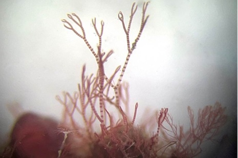 Photograph of Ceramium (pincer weed)