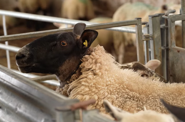 Close-up of a sheep with a black face and cream-colored wool standing inside a metal pen, with other sheep blurred in the background. The sheep has a yellow ear tag and is leaning its head against the metal railings in a farm or livestock setting.