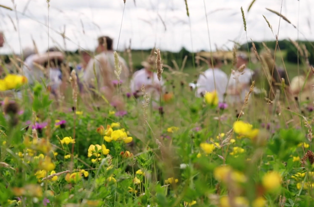 Wildflower meadow with yellow and purple flowers in the foreground and a group of people blurred in the background."