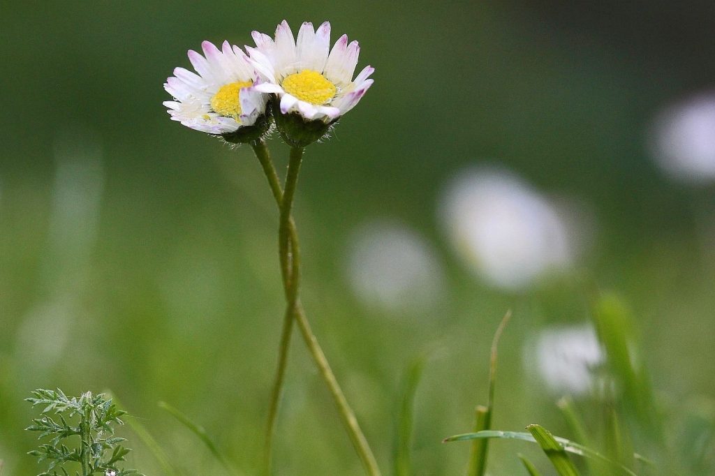 Two flowers entwined in a meadow