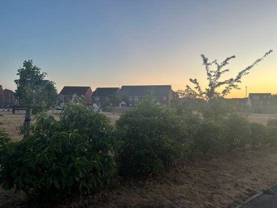 bushes with houses in the background
