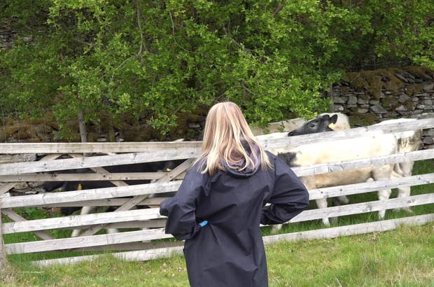 Person standing at a wooden fence while cattle press close on the other side, with trees and a stone wall behind