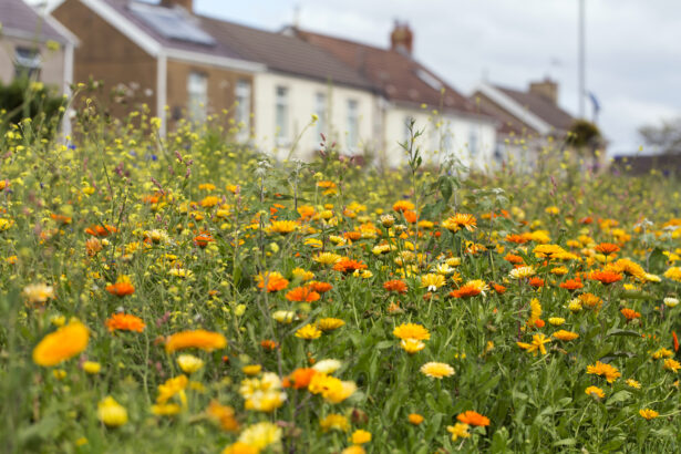 Wildflowers in front of a development of new homes