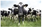 Cows
