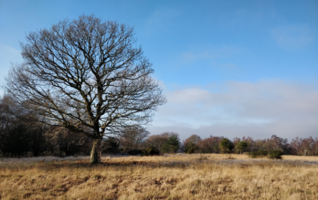 Photo of tree in winter