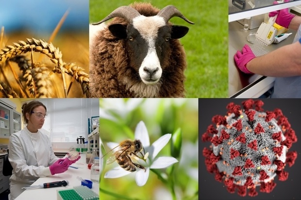 Image split into six sections: some wheat, a sheep, some laboratory worker's hands, a female laboratory scientist in a laboratory, a bee on a white flower and a COVID-19 atom