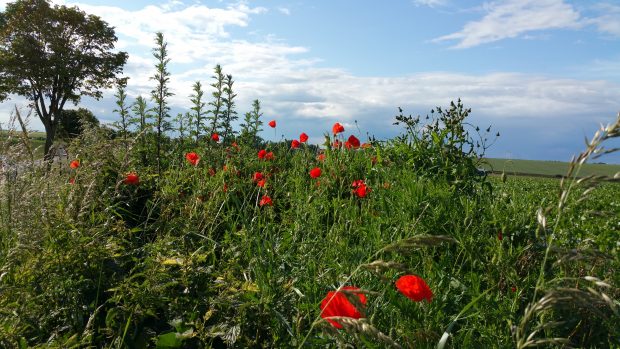 Imagery Showing Poppy Fields, Crown Copyright