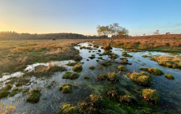 Photo of freshwater habitat
