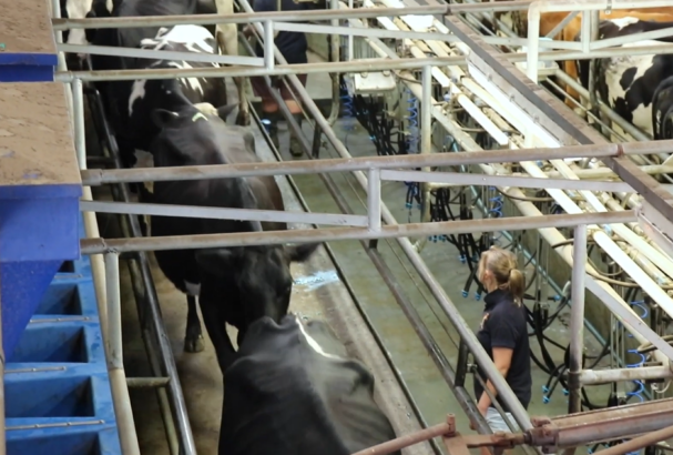 A group of dairy cows walks through a narrow, metal‑framed passageway inside a milking facility. Overhead pipes and equipment run along both sides, with clusters of milking units hanging in place. A person wearing dark clothing stands to the right of the passageway, observing or guiding the cows as they move through the area.