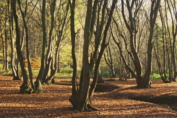image of woods
