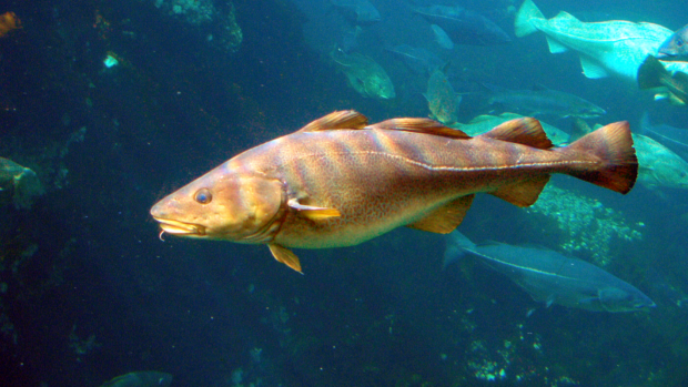 A cod fish swimming in clear water.