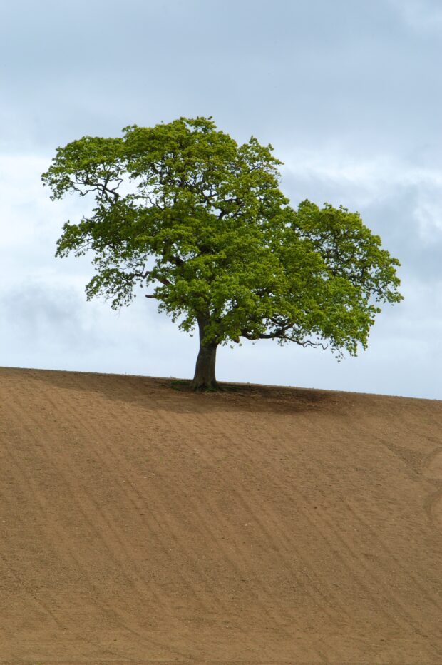 Very dry brown ploughed field looking uphill towards a lone tree against a blue sky.