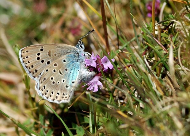 Female large blue Hampshire butterfly