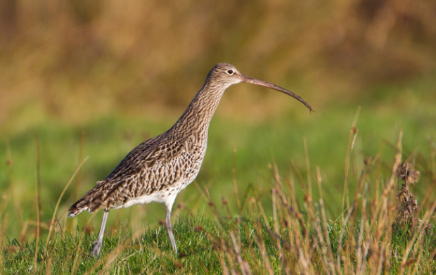 Curlew walking through plants