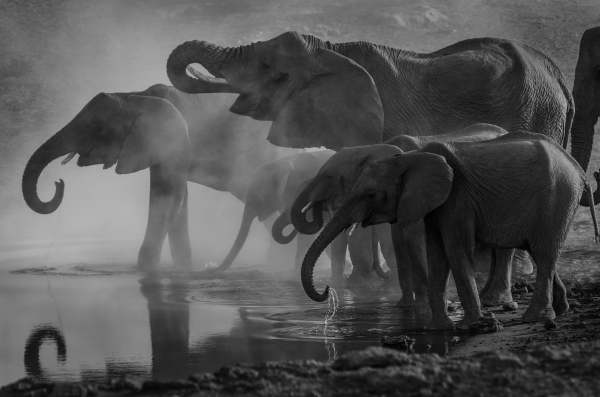 elephants at the waterhole (black and white decorative image)