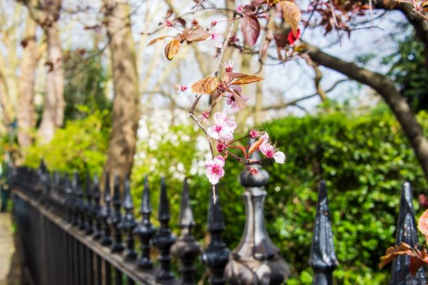 A branch of cherry blossom hangs over some iron railings