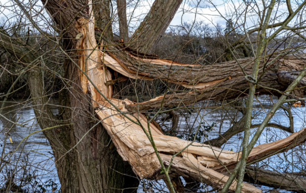Tree split open by storm
