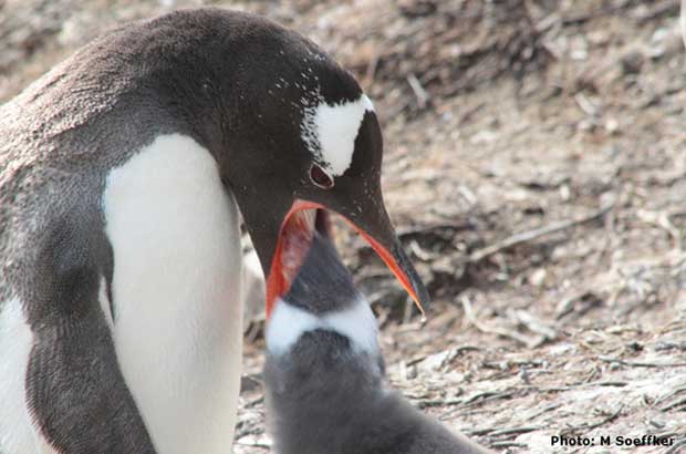 Gentoo penguin feeding a chick