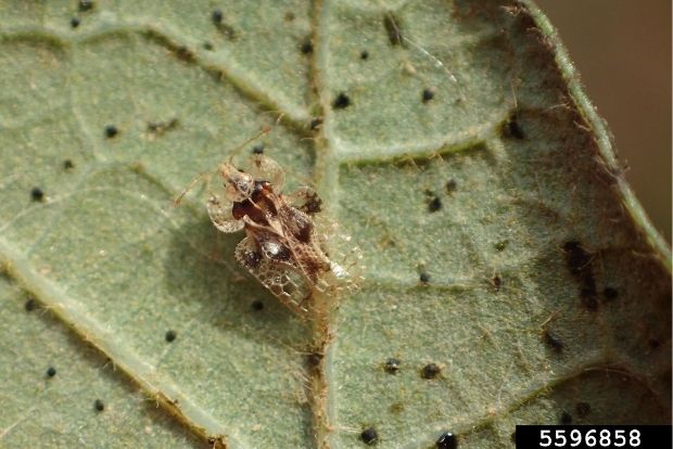 The oak lace bug sitting on a leaf.
