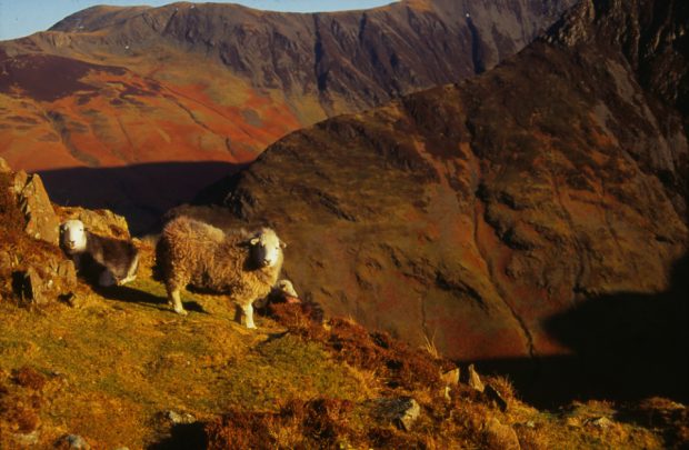 Image of sheep standing on a mountain-scape in the sun.