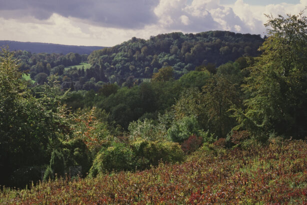 image of the flower flowing fields and rolling hills of trees