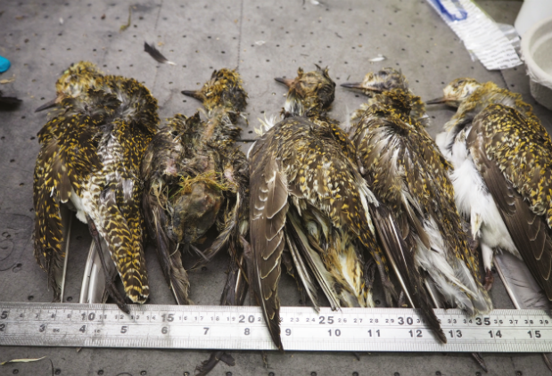 Carcases of golden plovers