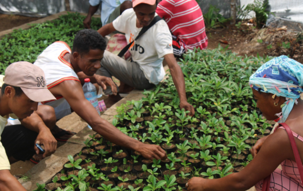 People looking at seedlings.