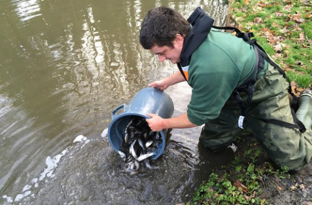 An imagine of an angler restocking the river with fish