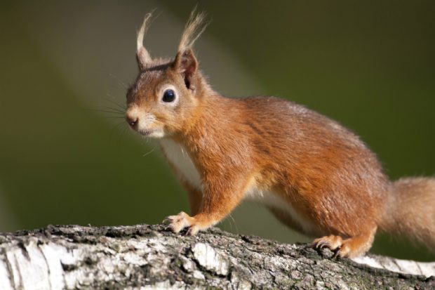 Image of a red squirrel