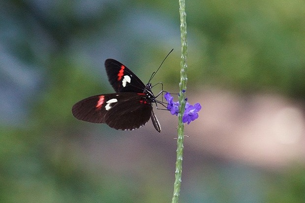 A black butterfly on a purple flower.