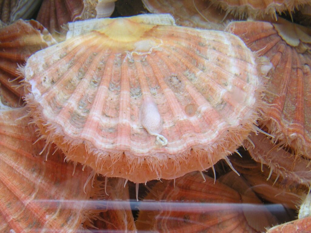 a Scallop