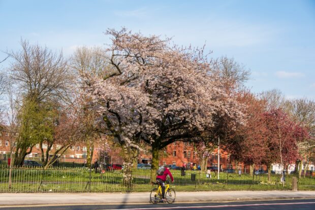Trees next to a road as someone cycles along it