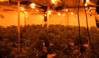 Stroud cannabis farm