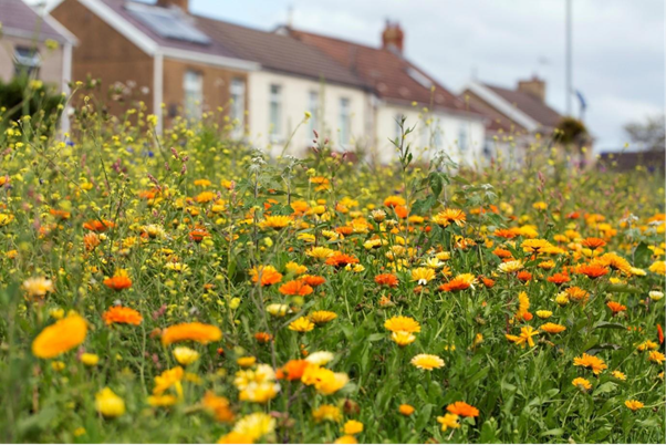 house behind marigold flowers