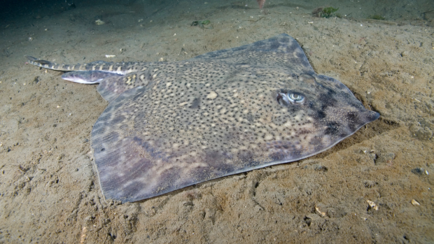 Thornback ray resting on the sandy sea floor.