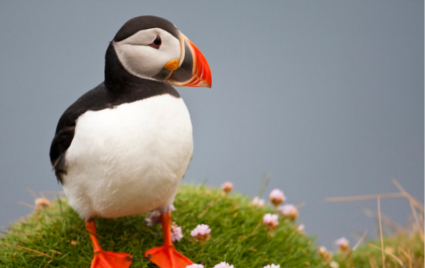 Photo of Atlantic puffin