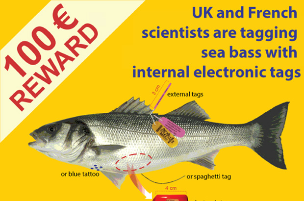 Return tagged Sea Bass for a reward