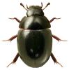 Coelostoma orbiculare