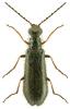 Dasytes plumbeus