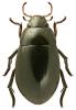 Hydrochara caraboides