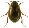 Laccobius minutus