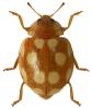 Vibidia duodecimguttata