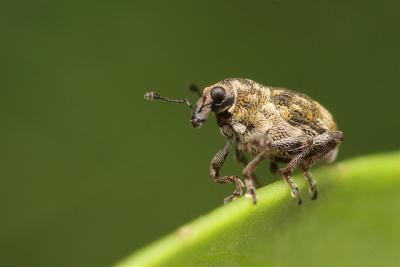 weevil Rhinoncus perpendicularis weevil Rhinoncus perpendicularis