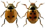 Hippodamia variegata